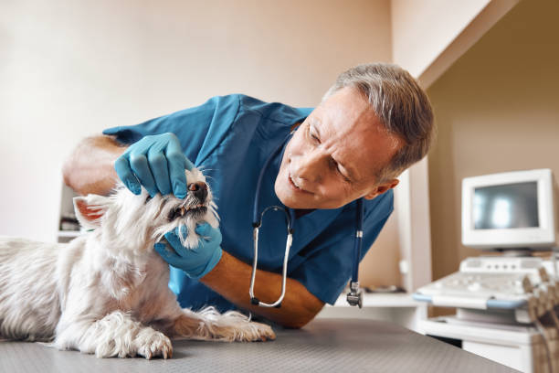 Best Emergency Dental Care for Trauma or Injury in Rinna, VA